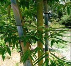 best bamboo