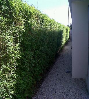 bamboo hedges near clermont fl