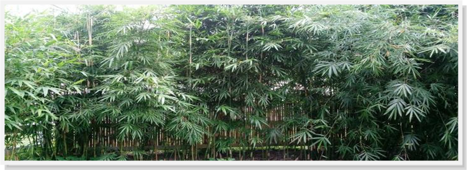 Orlando bamboo nursery