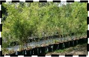 bamboo near clermont