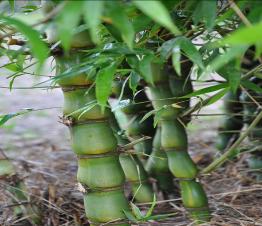 dwarf buddha belly bamboo