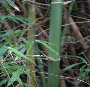 Clonex bamboo