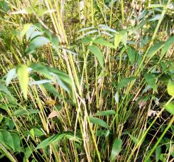 fern leaf bamboo