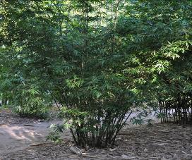 bonnie bamboo