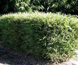 chinesse dwarf bamboo