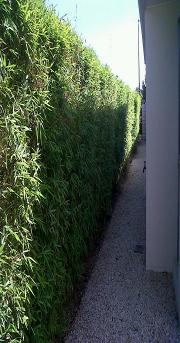 hedge ideas