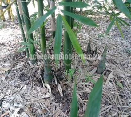 bamboo oldhamii