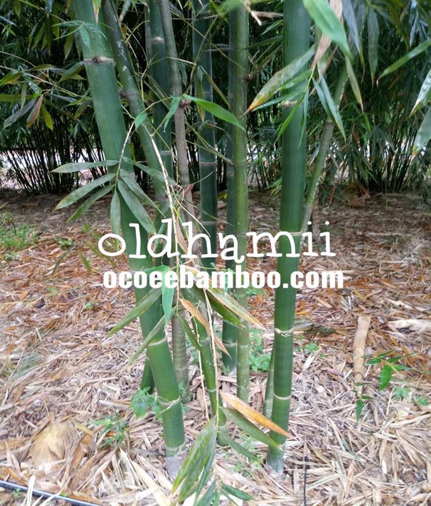 oldhamii bamboo