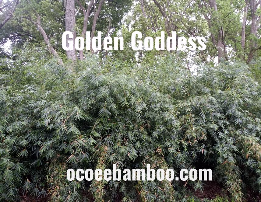 multiplex bamboo