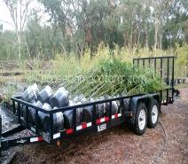 bamboo on trailer