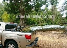 bamboo in truck