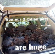 transporting bamboo
