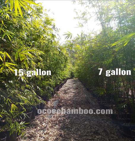 orlando bamboo