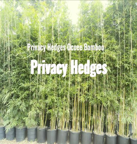 hedges orlando