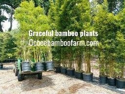 orlando bamboo nursery