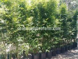 Graceful bamboo