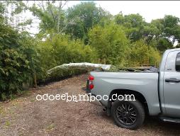 bamboo nursery near me