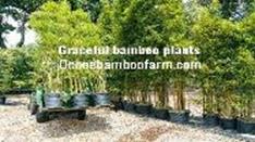 bamboo nursery