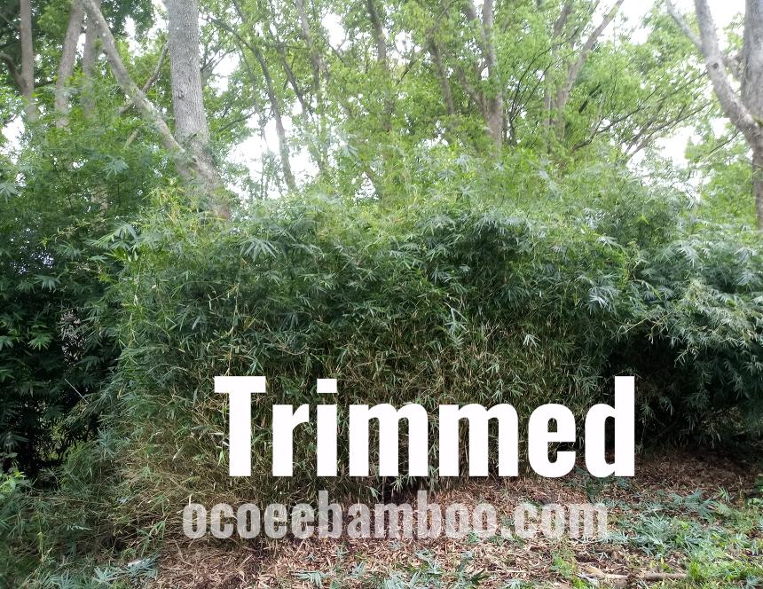 trimmed golden goddess bamboo