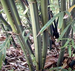 graceful bamboo clermont