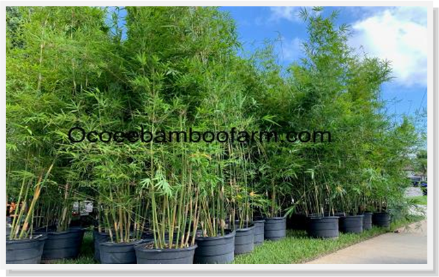 textilis Gracilis bamboo