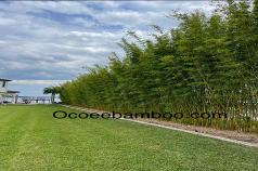 Fast Growing Privacy Plants