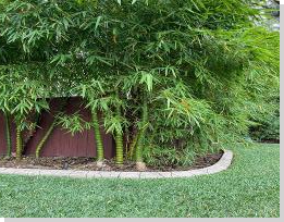 bamboo plants near florida