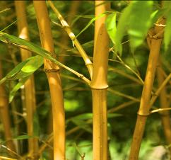 golden goddess bamboo
