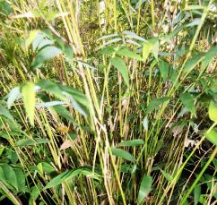 Fernleaf bamboo