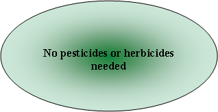Oval: No pesticides or herbicides needed