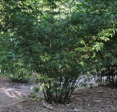 bonnie bamboo