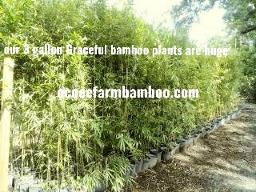 Privacy plants