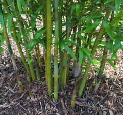 graceful bamboo