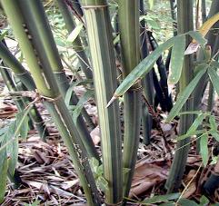 albostriata bamboo