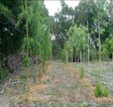 Ocoee Florida Bamboo Farm** BAMBOO IN POTS FOR SALE***